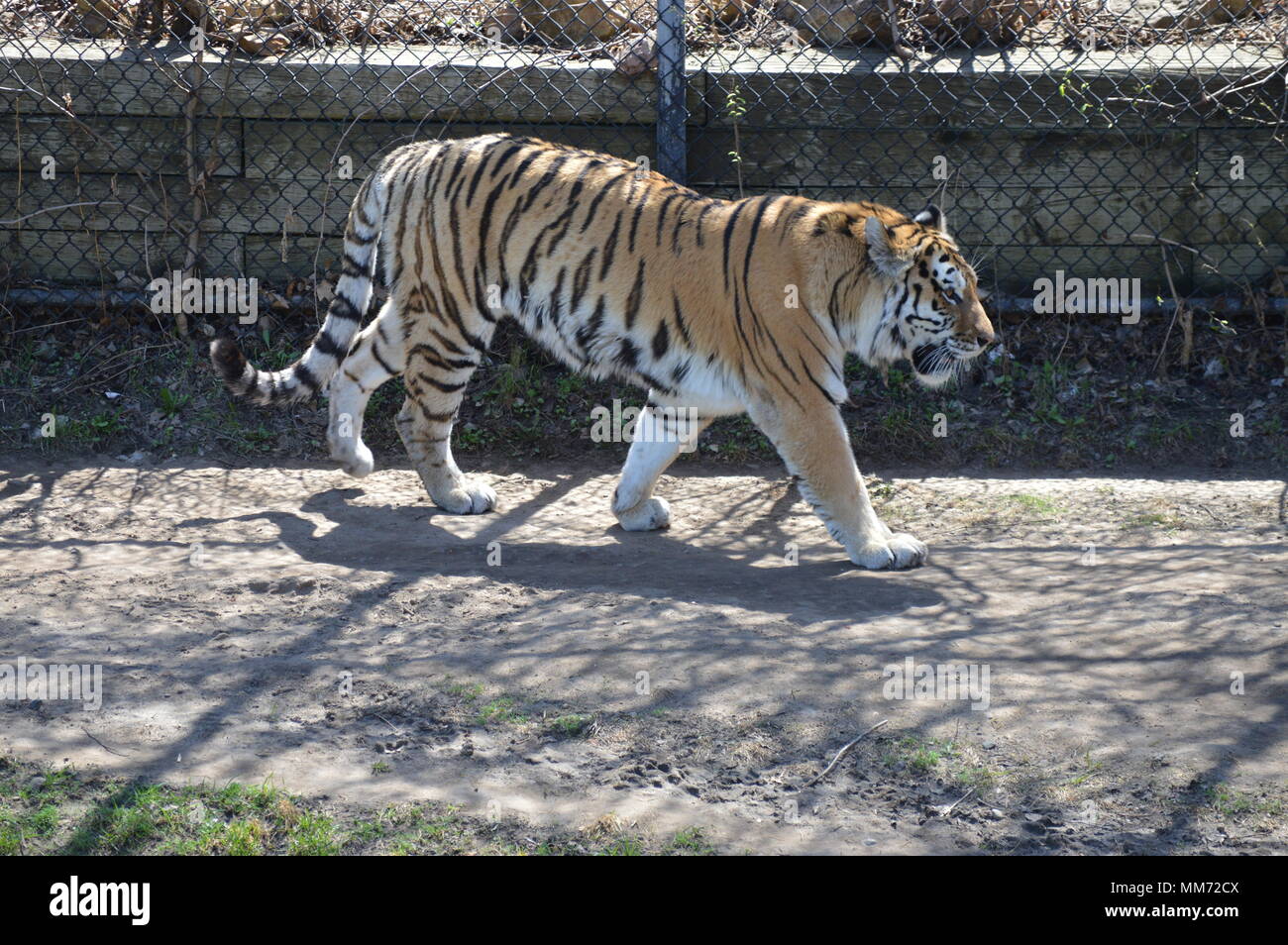 Tiger pacing in the outdoors Stock Photo