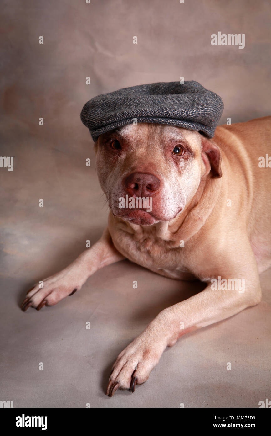 Elderly Pit Bull wearing Irish Cap Stock Photo