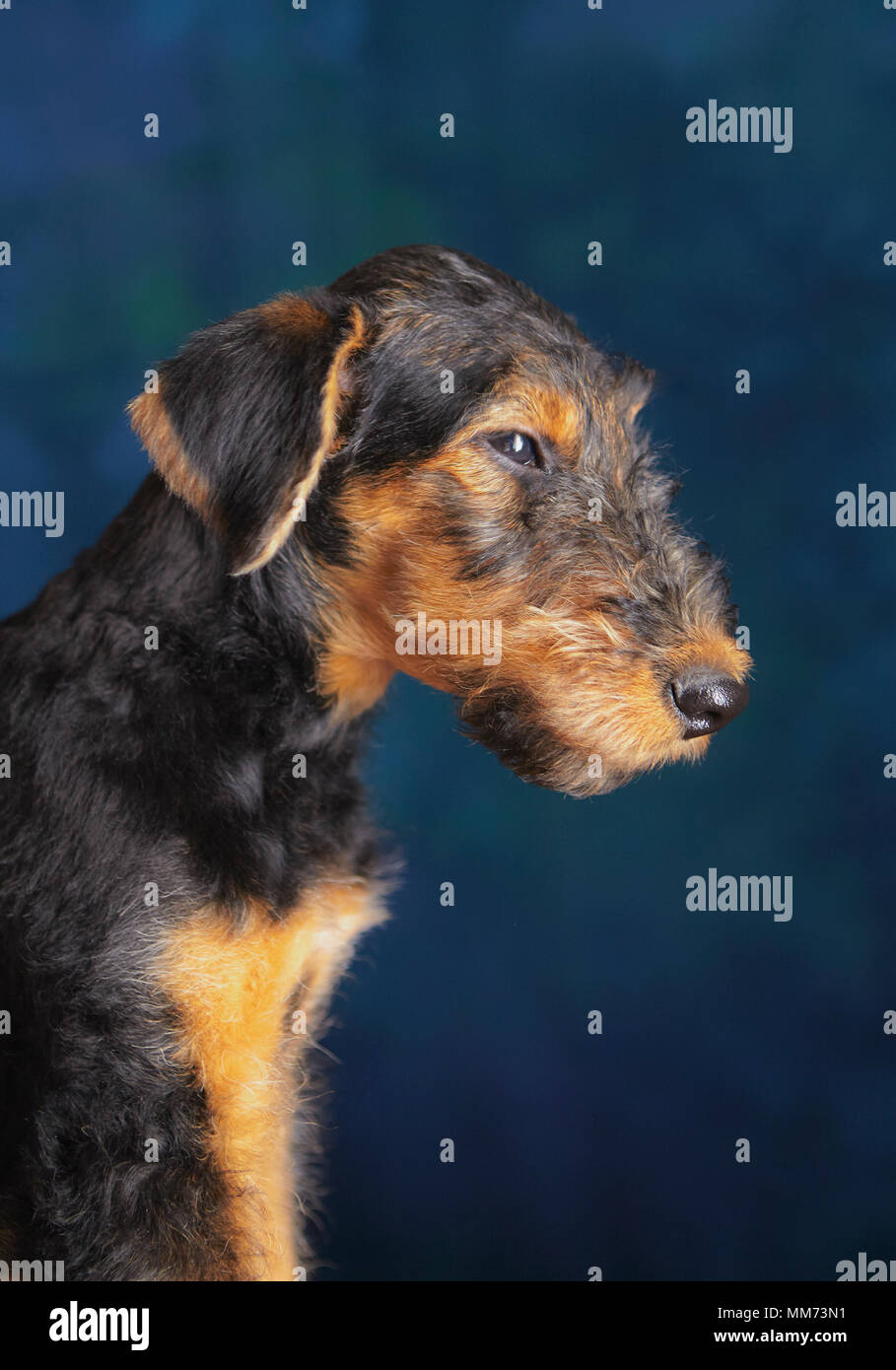 Airdale portrait in profile closeup Stock Photo