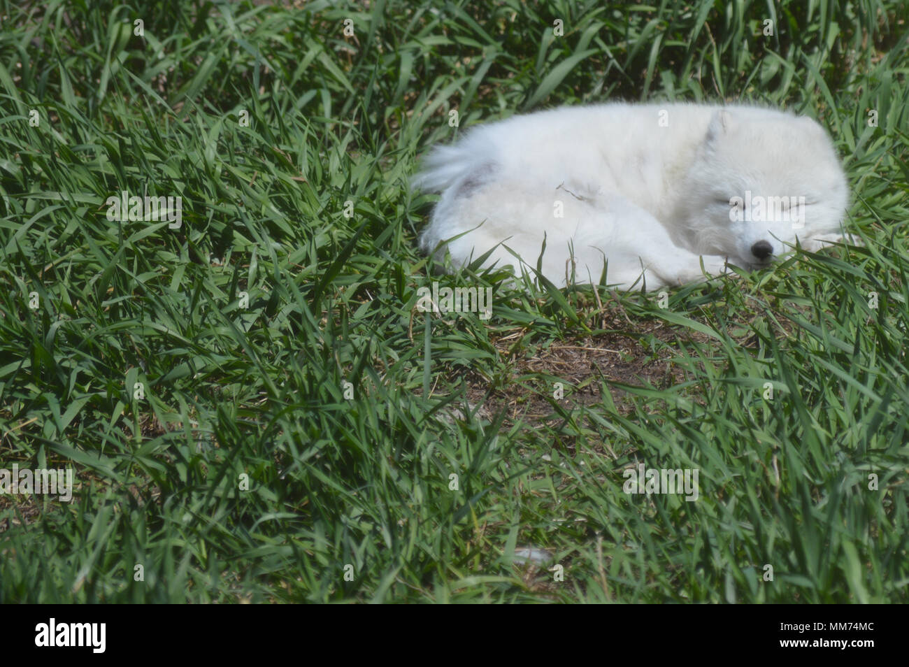 Arctic fox Stock Photo