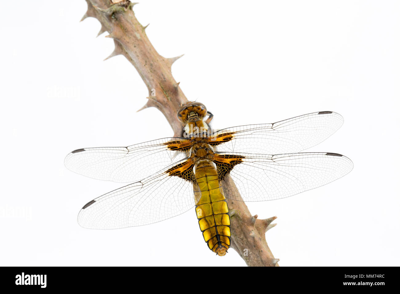 A broad-bodied chaser dragonfly, Libellula depressa, photographed on May 9 North Dorset England UK. When they emerge from the nymph stage both males a Stock Photo