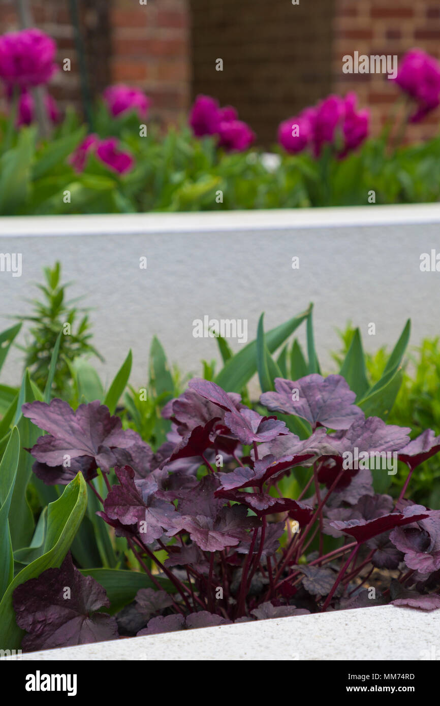 A raised bed of iris hi-res stock photography and images - Alamy