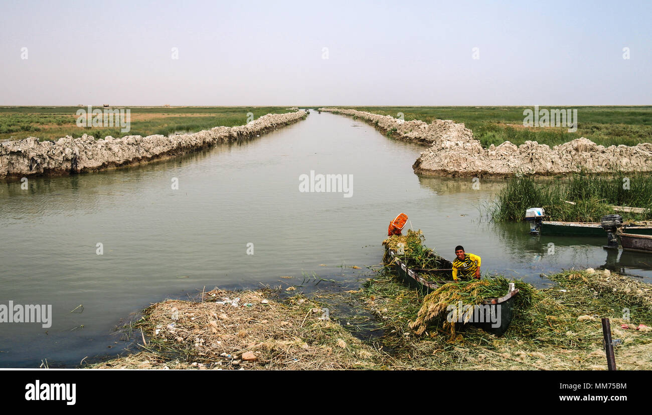 Mesopotamian Marshes, habitat of Marsh Arabs aka Madans, Iraq Stock Photo