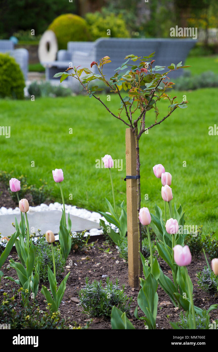 Half standard Rosa 'Polar Star' underplanted with Tulipa 'Pink Diamond'. Credits: Design by Zinnia Garden Design. Construction by 4 Life Landscapes Stock Photo