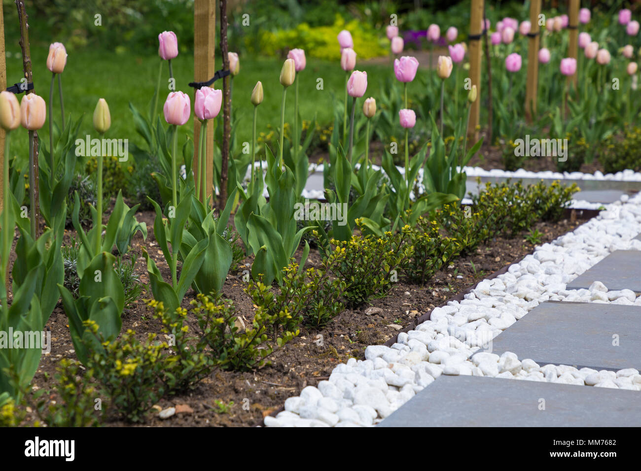 Tulip Edging Holly Edging High Resolution Stock Photography and Images - Alamy