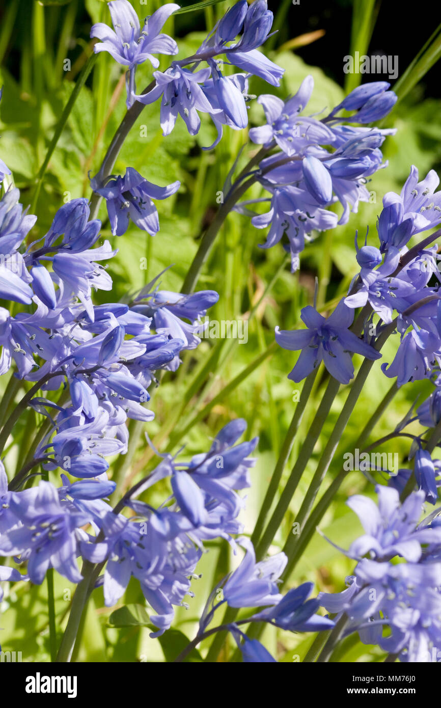 Hybrid bluebells in springtime UK close up Stock Photo