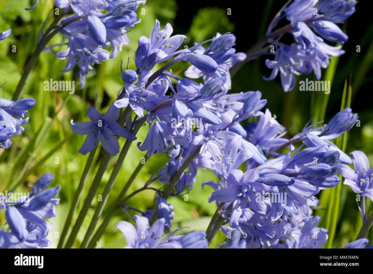 Hybrid bluebells in springtime UK close up Stock Photo