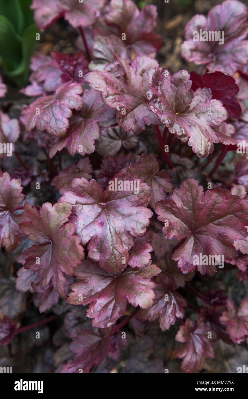 Heuchera blackberry jam hires stock photography and images Alamy