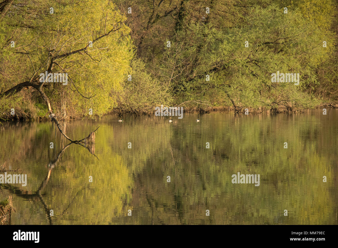 Some ducks on lake and reflexions Stock Photo