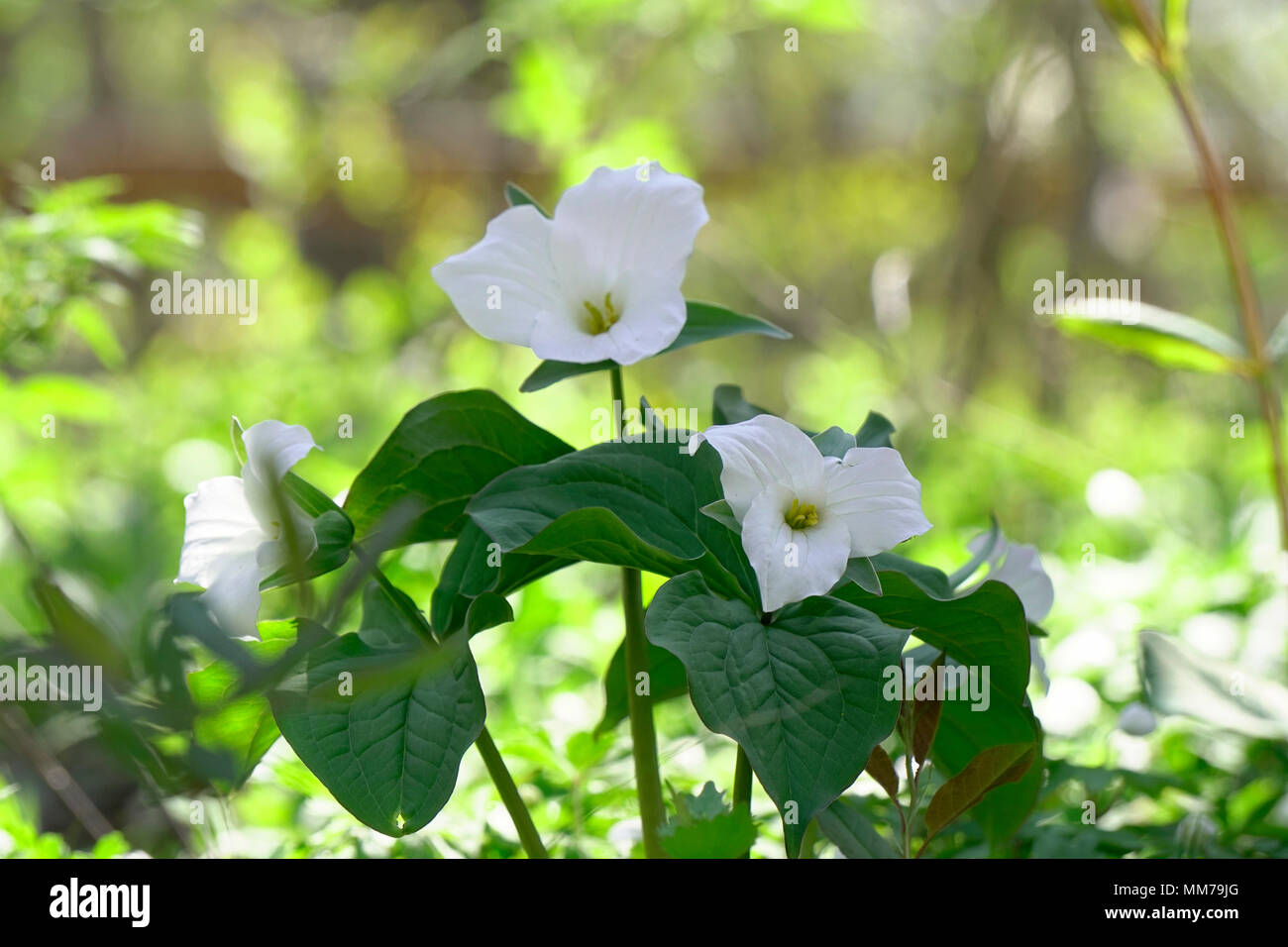 White trillium is the Provincial Flower of Ontario and also a symbol of health care system in Ontario. Photographed in Hendrie Park, Royal Botanical G Stock Photo