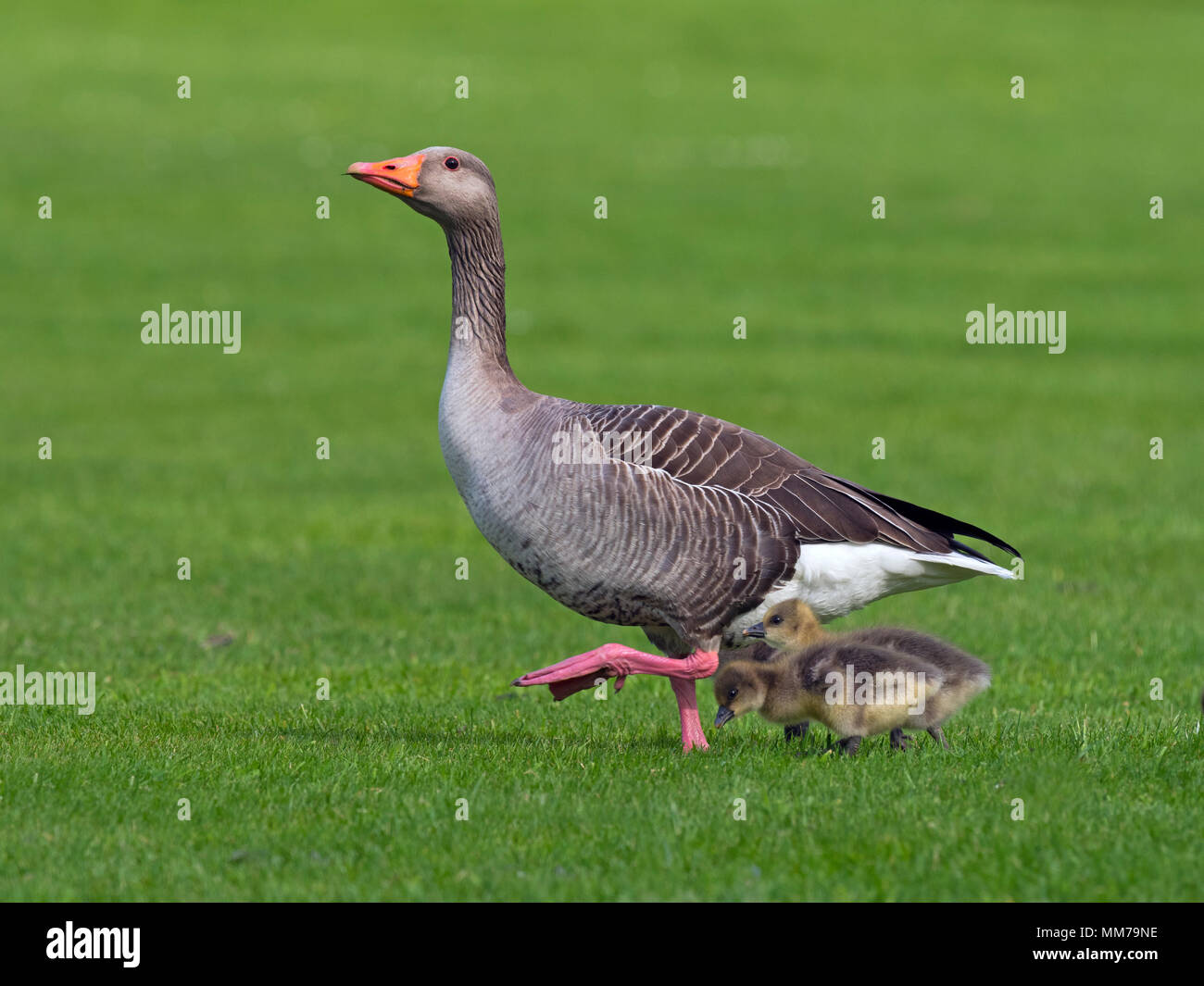 Greylag Goose Anser anser & Brood Stock Photo
