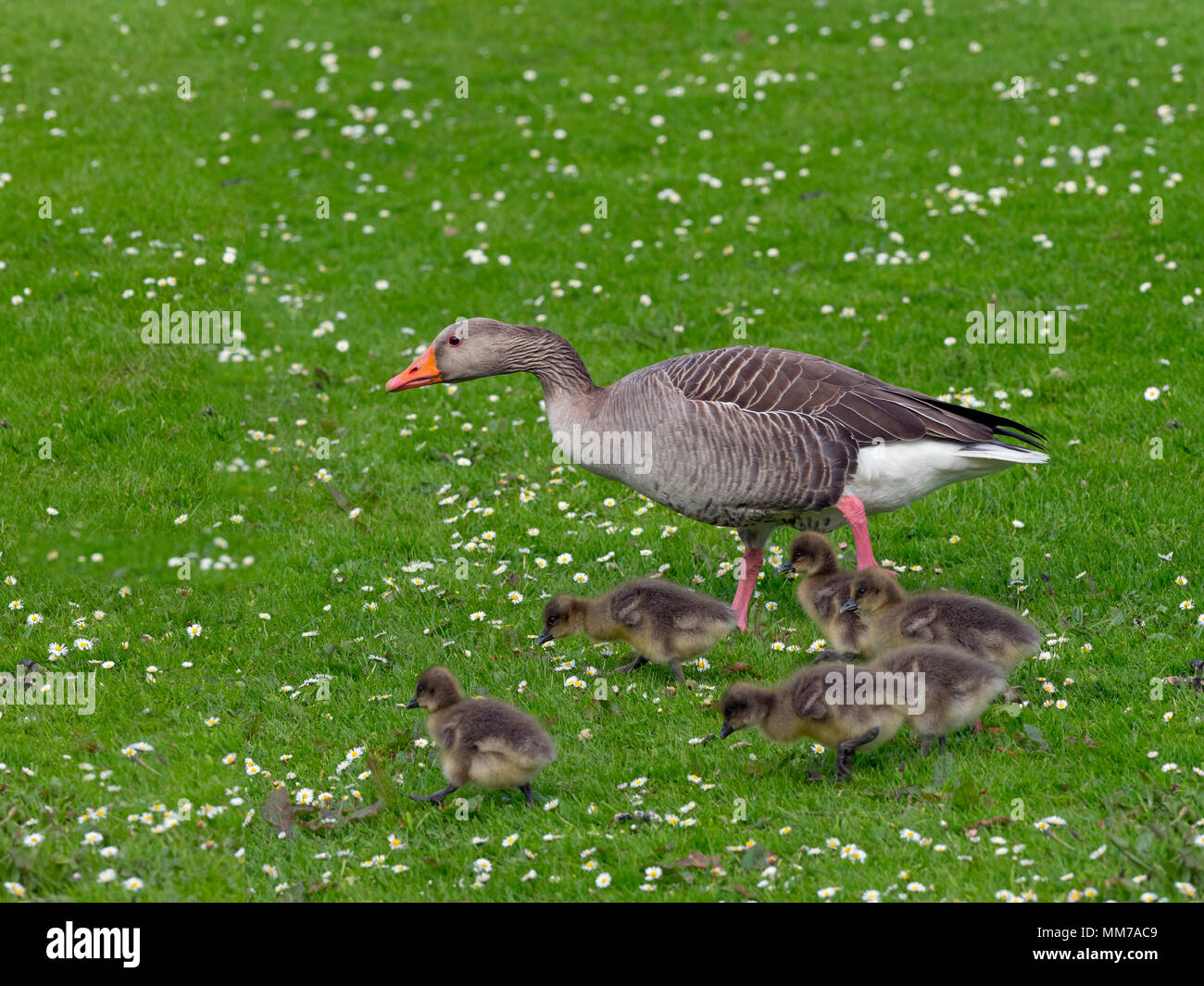 Greylag Goose Anser anser & Brood Stock Photo