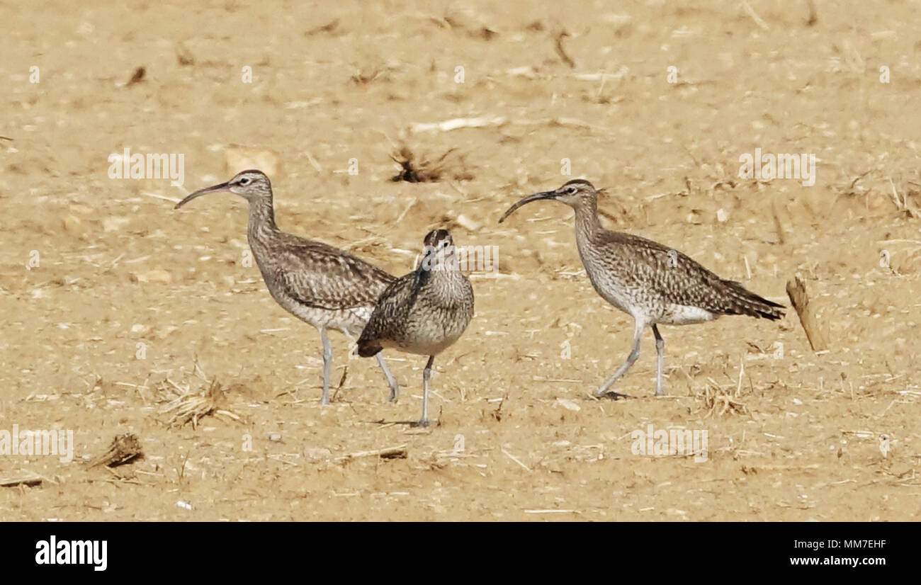 Dalian Dalian China 9th May 2018 Dalian China 9th May - 