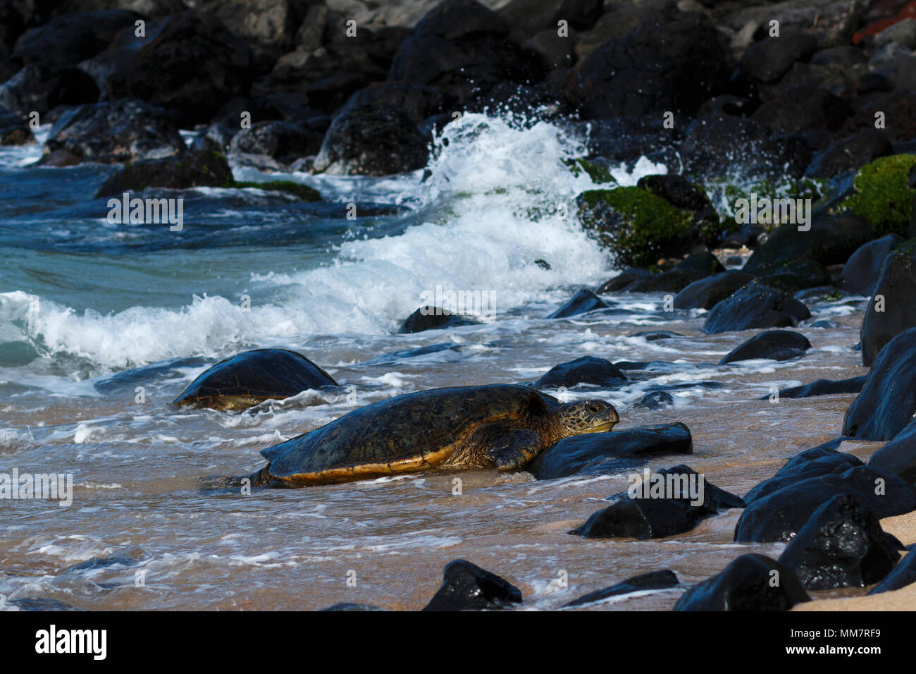 Sea turtle coming ashore at Hookipa beach near Paia, Maui, Hawaii