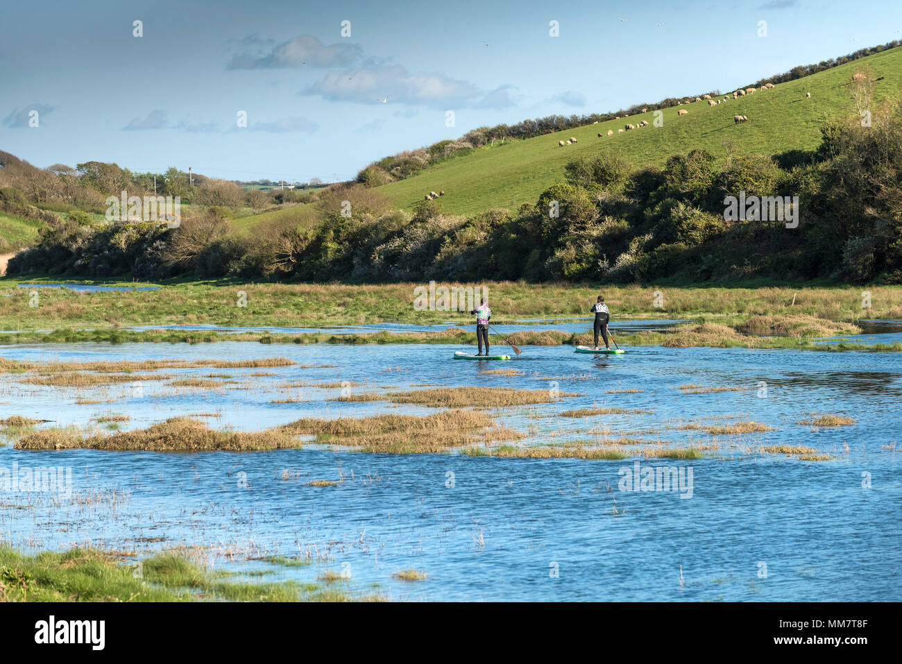 Stand up paddleboarders on the Gannel River in Newquay Cornwall. Stock Photo