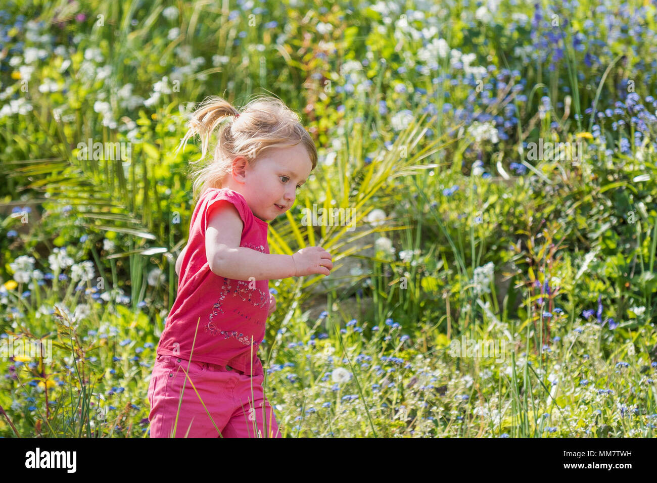 A young female toddler running through an overgrown garden full of wildflowers. Stock Photo