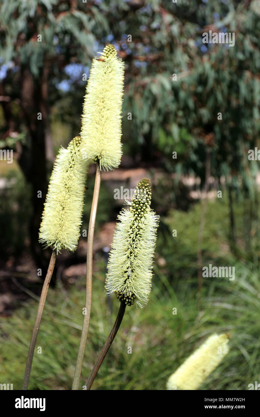 Close up of Xanthorrhoea macronema or known as Bottlebrush Grass Tree flowers Stock Photo