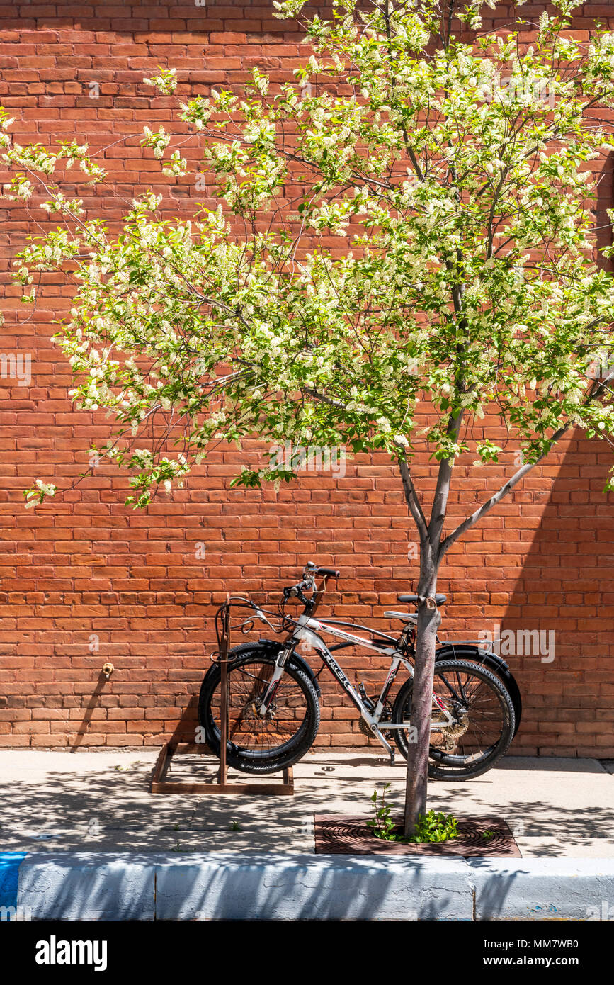 Asian pear tree in full white springtime bloom; Salida; Colorado; USA Stock Photo