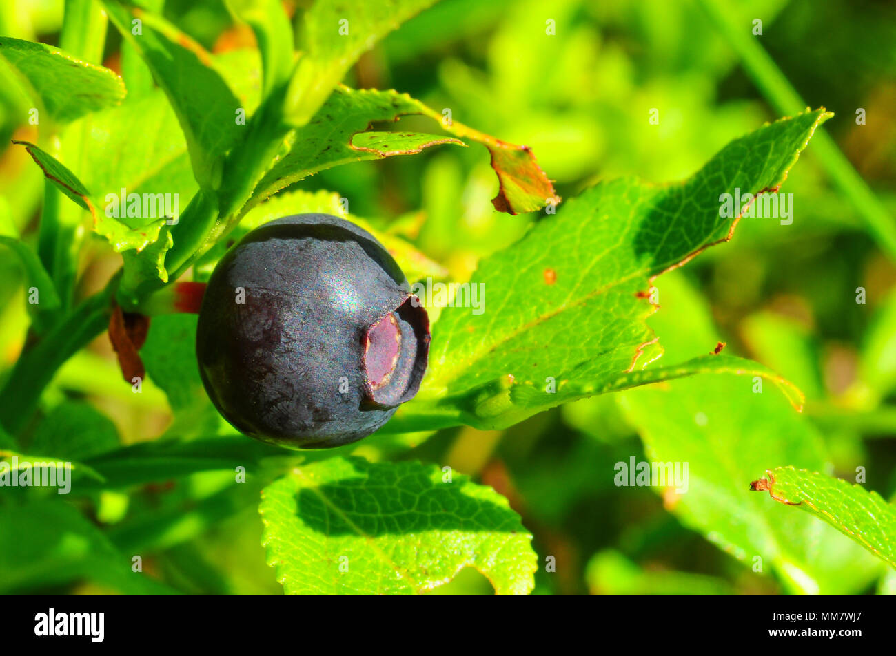 Wild blueberry Stock Photo