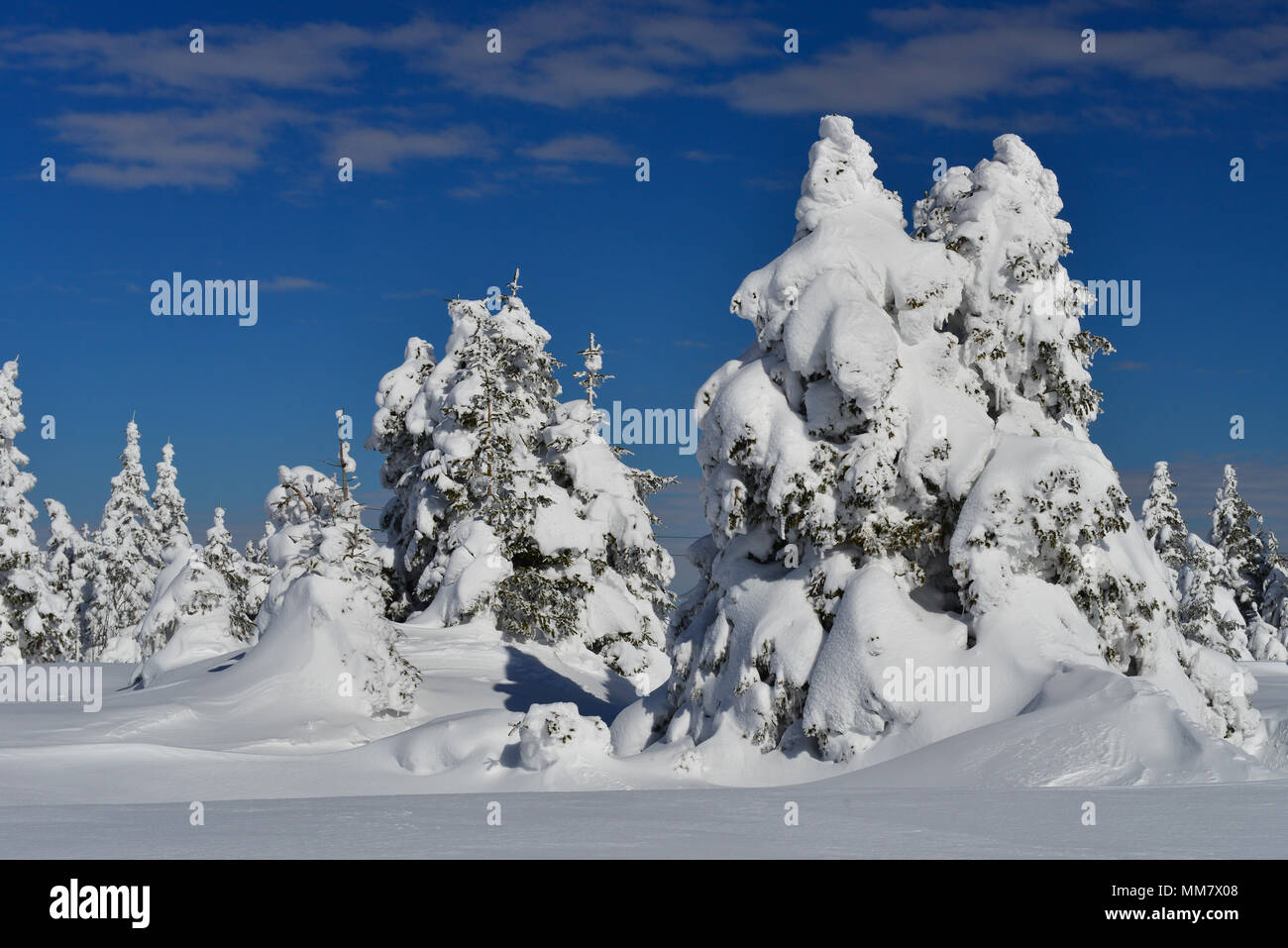 Fir trees under snow hi-res stock photography and images - Alamy