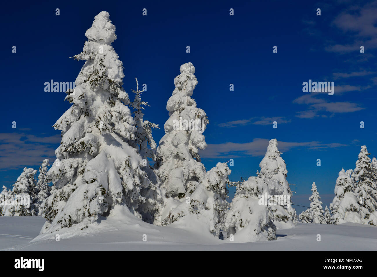 Snow covered fir trees in Winter Stock Photo - Alamy