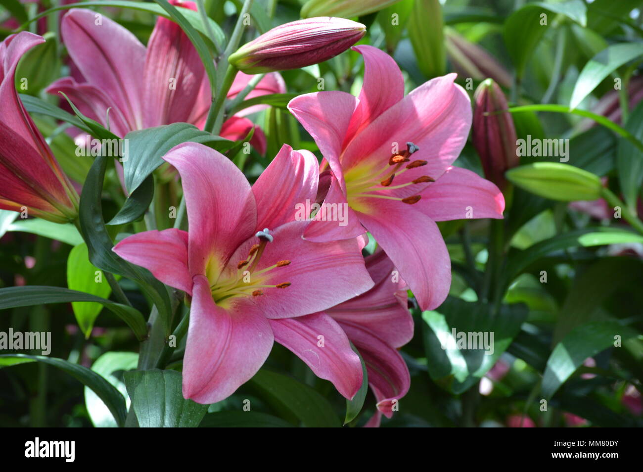 Lily flower in the garden Stock Photo Alamy