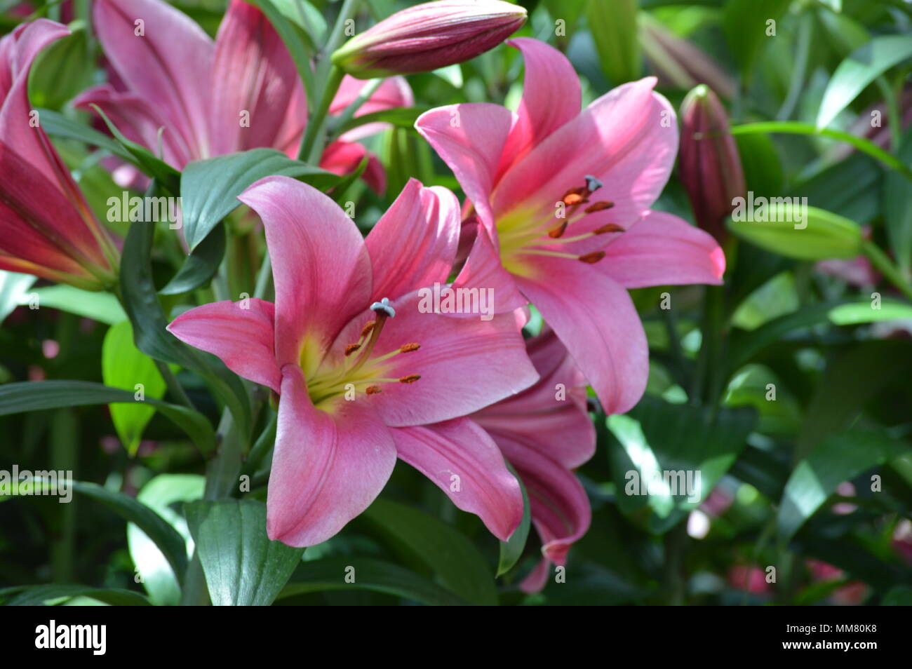 Lily flower in the garden Stock Photo Alamy