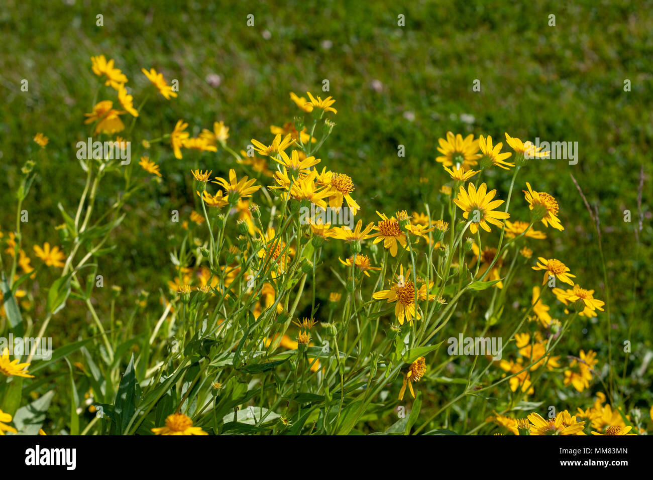 Spearleaf Arnica, Longleaf Arnica (Arnica longifolia) Stock Photo
