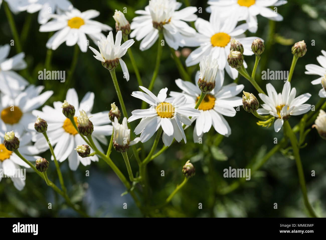 Corymbflower Tansy, Renfenekrage (Tanacetum corymbosum) Stock Photo
