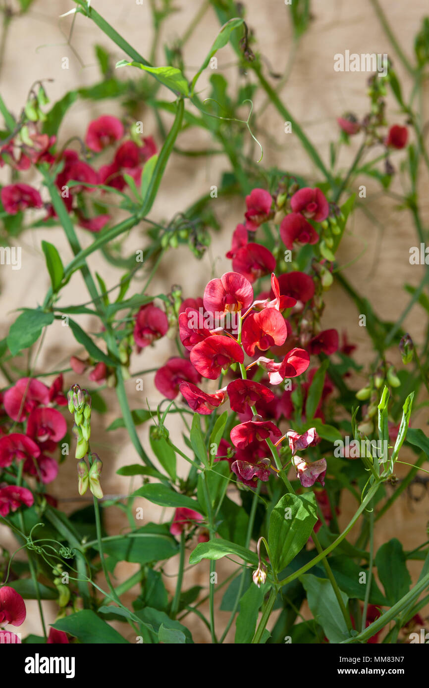 Round-Leaf Vetchling, Rundvial (Lathyrus rotundifolius) Stock Photo