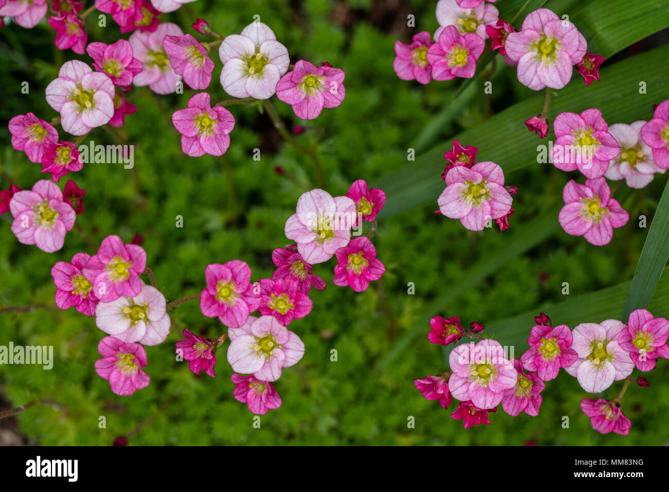 'Gaiety' Arend’s saxifrage, Rosenbräcka (Saxifraga arendsii) Stock Photo