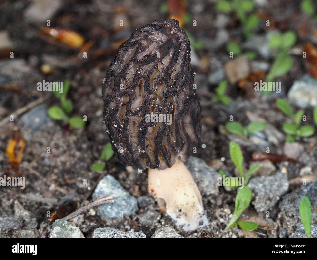 Wild black morel mushroom (most likely Morchella brunnea) growing in Central Washington state, USA Stock Photo