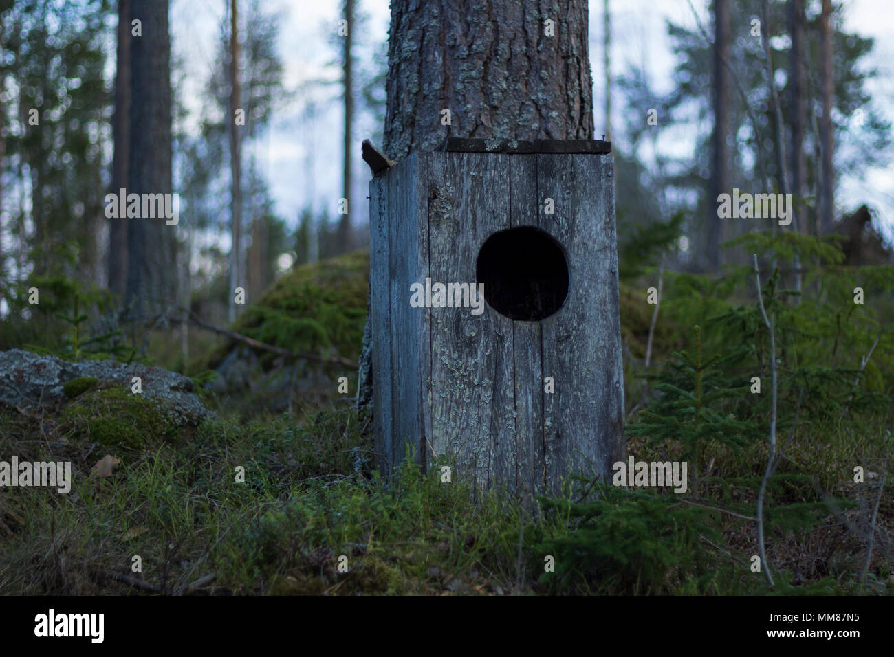 Owl house standing on the ground of a mossy forest, next to a pine tree. Trees in the background with a bright sky. Stock Photo