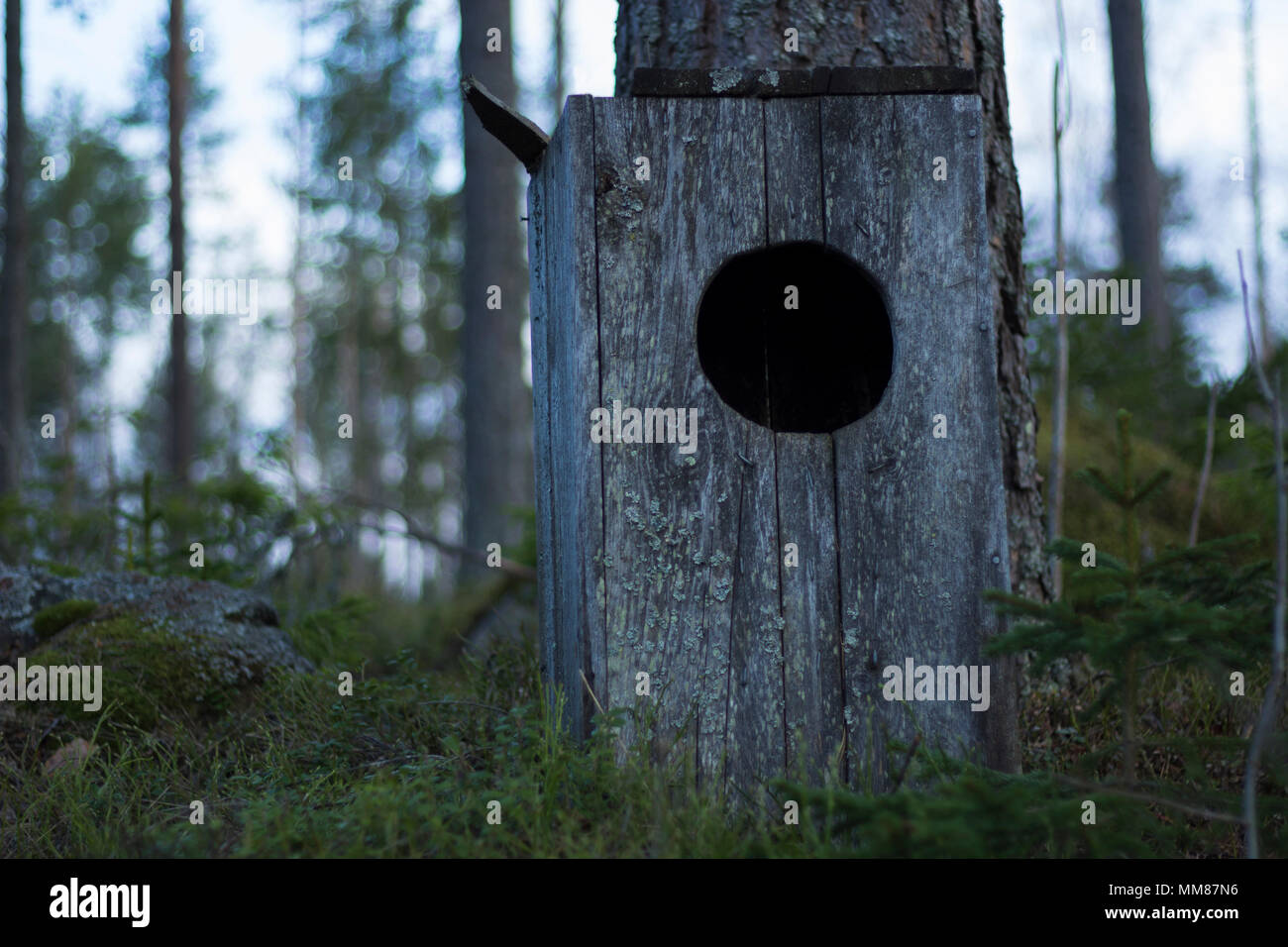 Owl house standing on the ground of a mossy forest, next to a pine tree. Trees in the background with a bright sky. Stock Photo