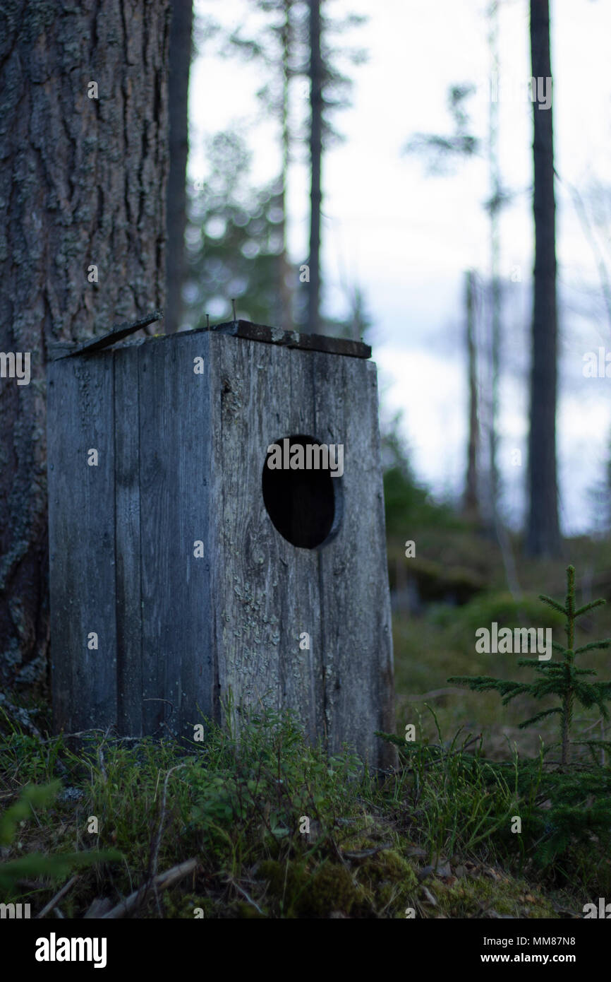 Owl house standing on the ground of a mossy forest, next to a pine tree. Trees in the background with a bright sky. Stock Photo