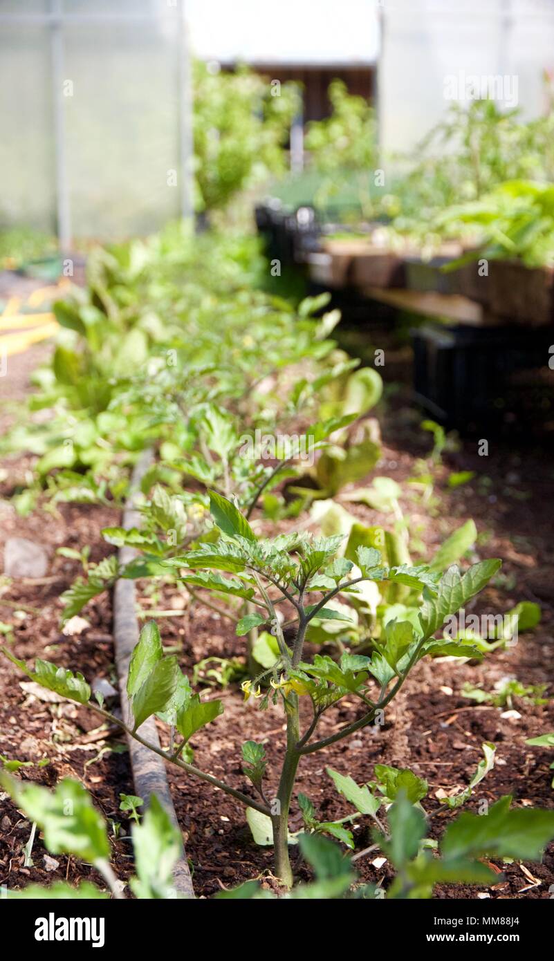 flowering tomato seedlings Stock Photo