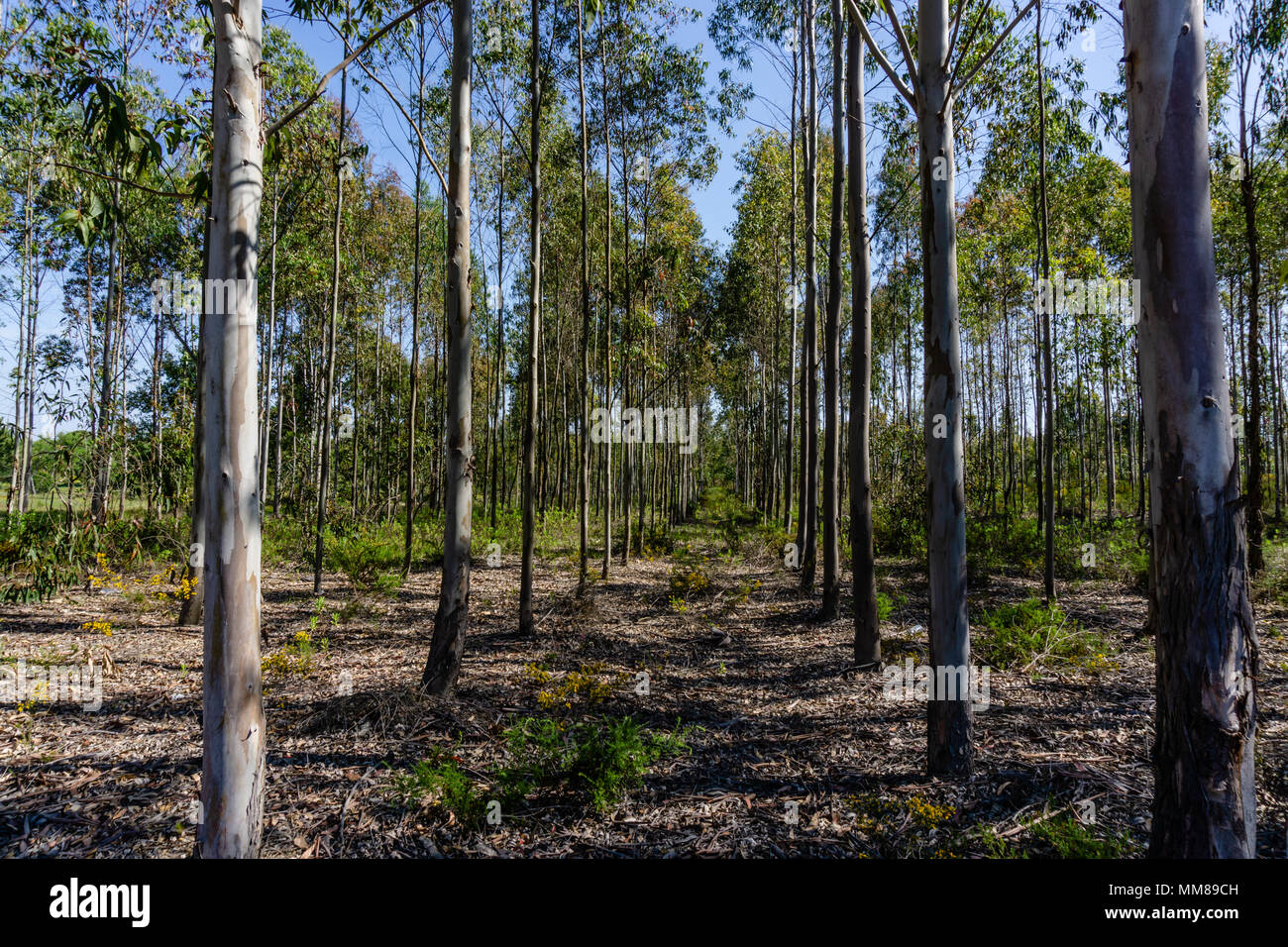 Eucalyptus grove with parallel trees revealing a path in the forest ...
