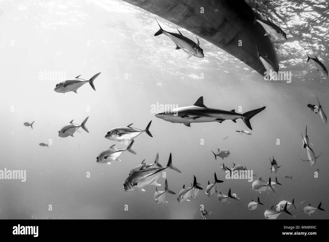 Shark swimming in with school of horse eye jacks Stock Photo