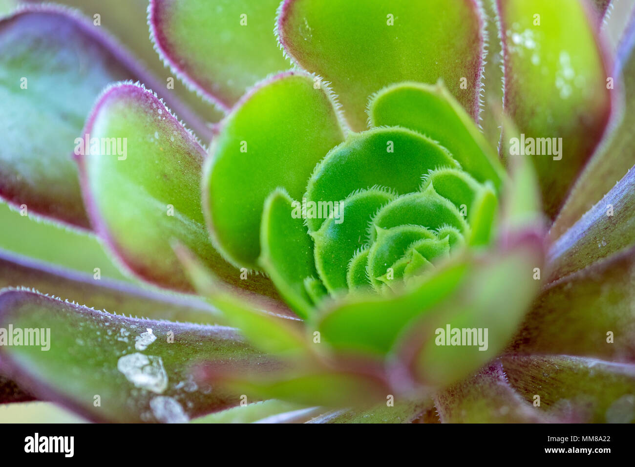 A closeup of an Aeonium plant. Stock Photo
