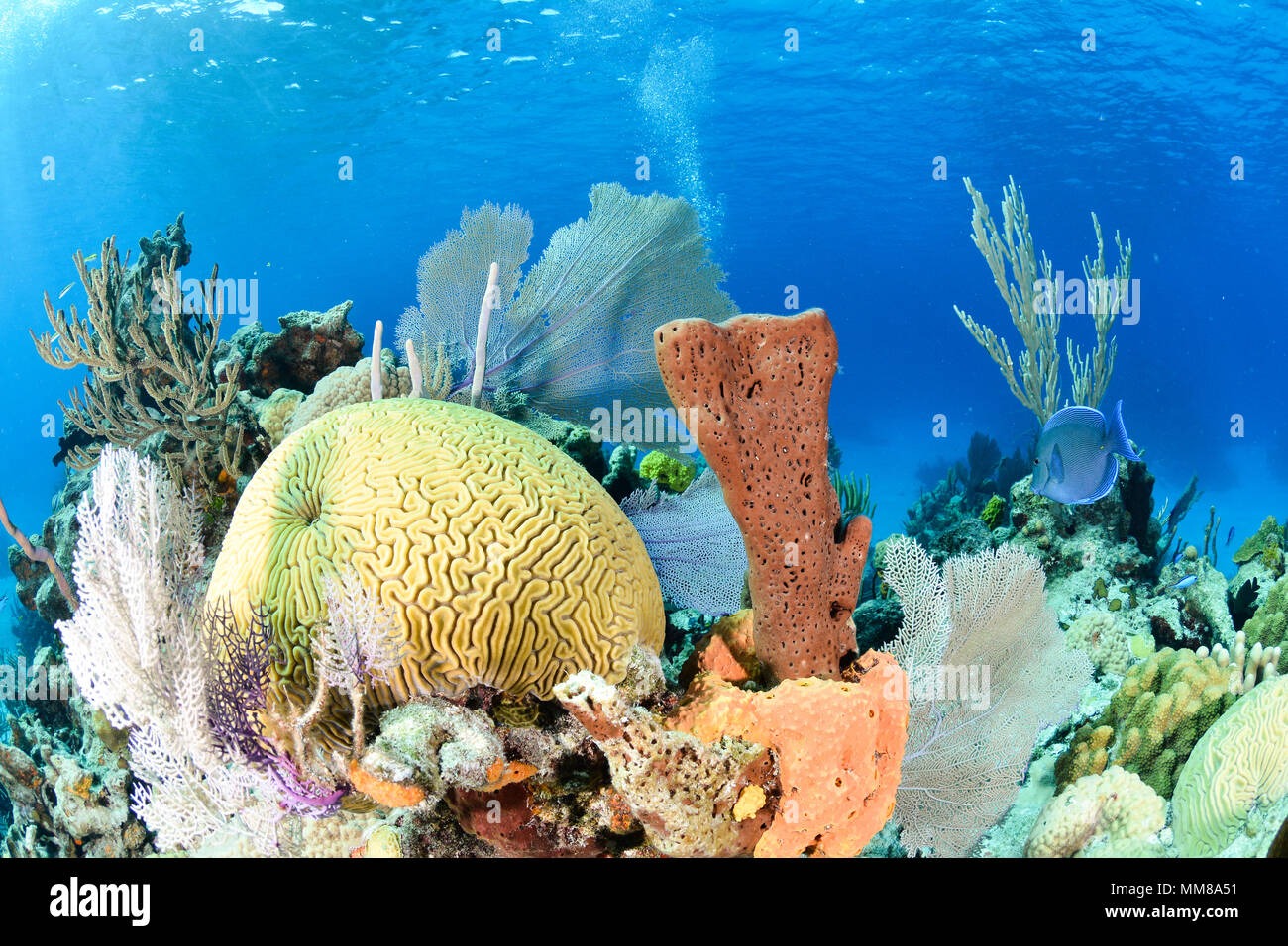 Colorful coral reef in the Bahamas Stock Photo Alamy