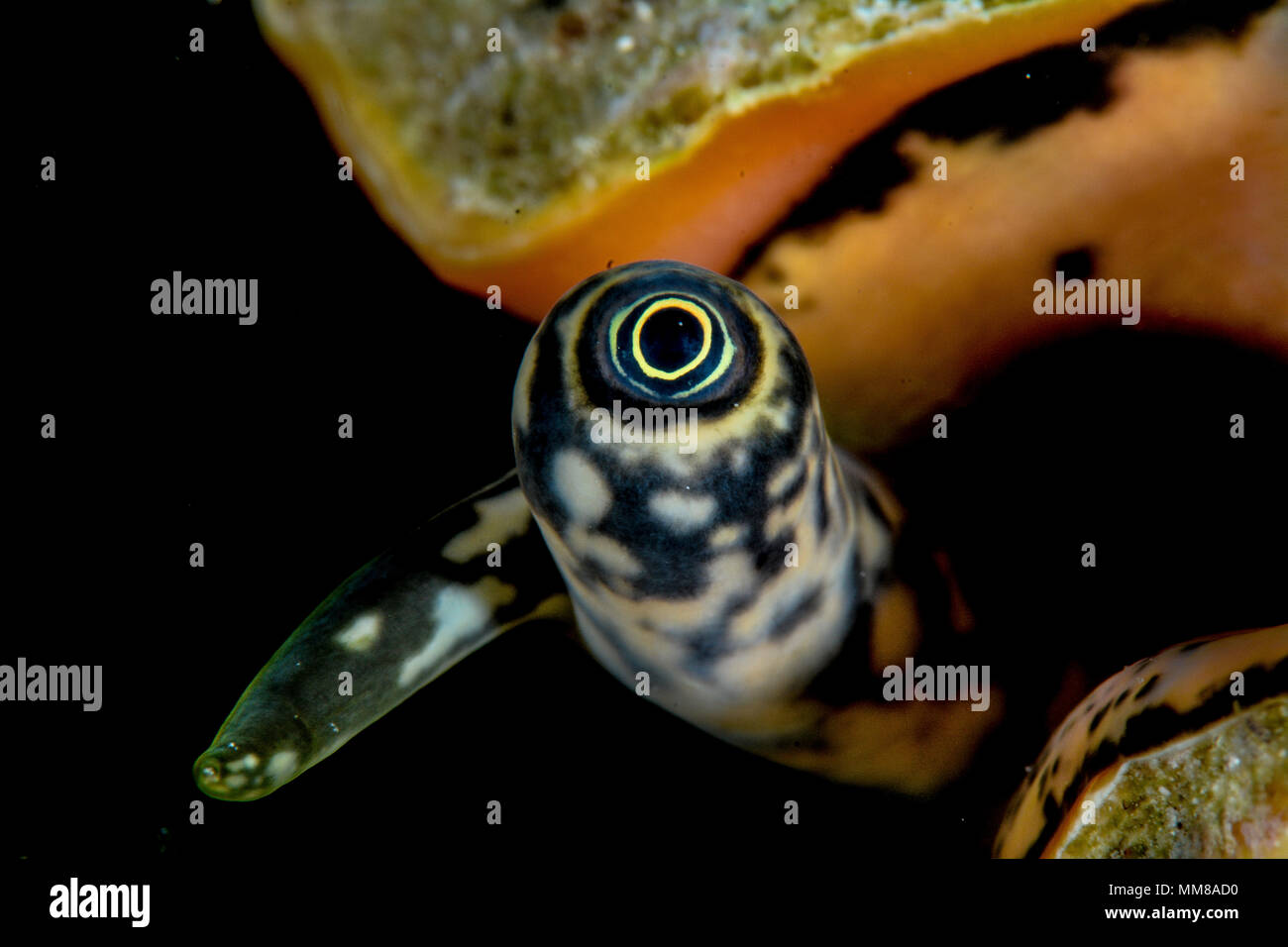 Eye of the Conch Stock Photo Alamy