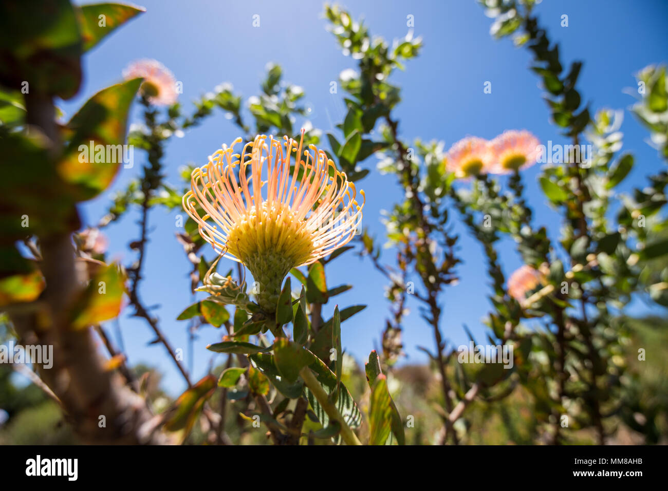 Pincushion protea bush at the Kirstenbosch Botanical Gardens in Cape Town, South Africa Stock Photo