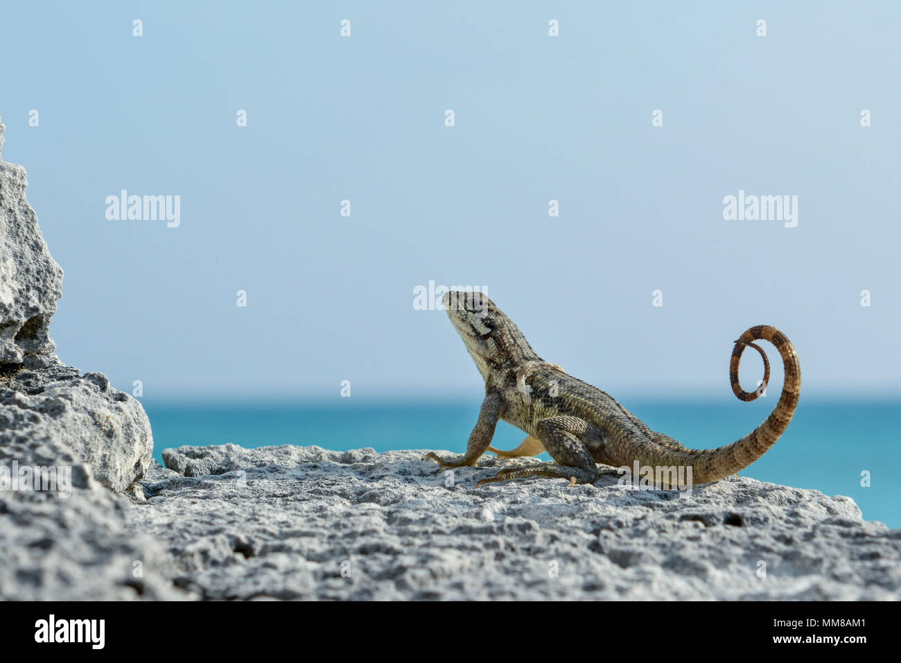 Curly Tail Lizard sunbathing in the Bahamas Stock Photo