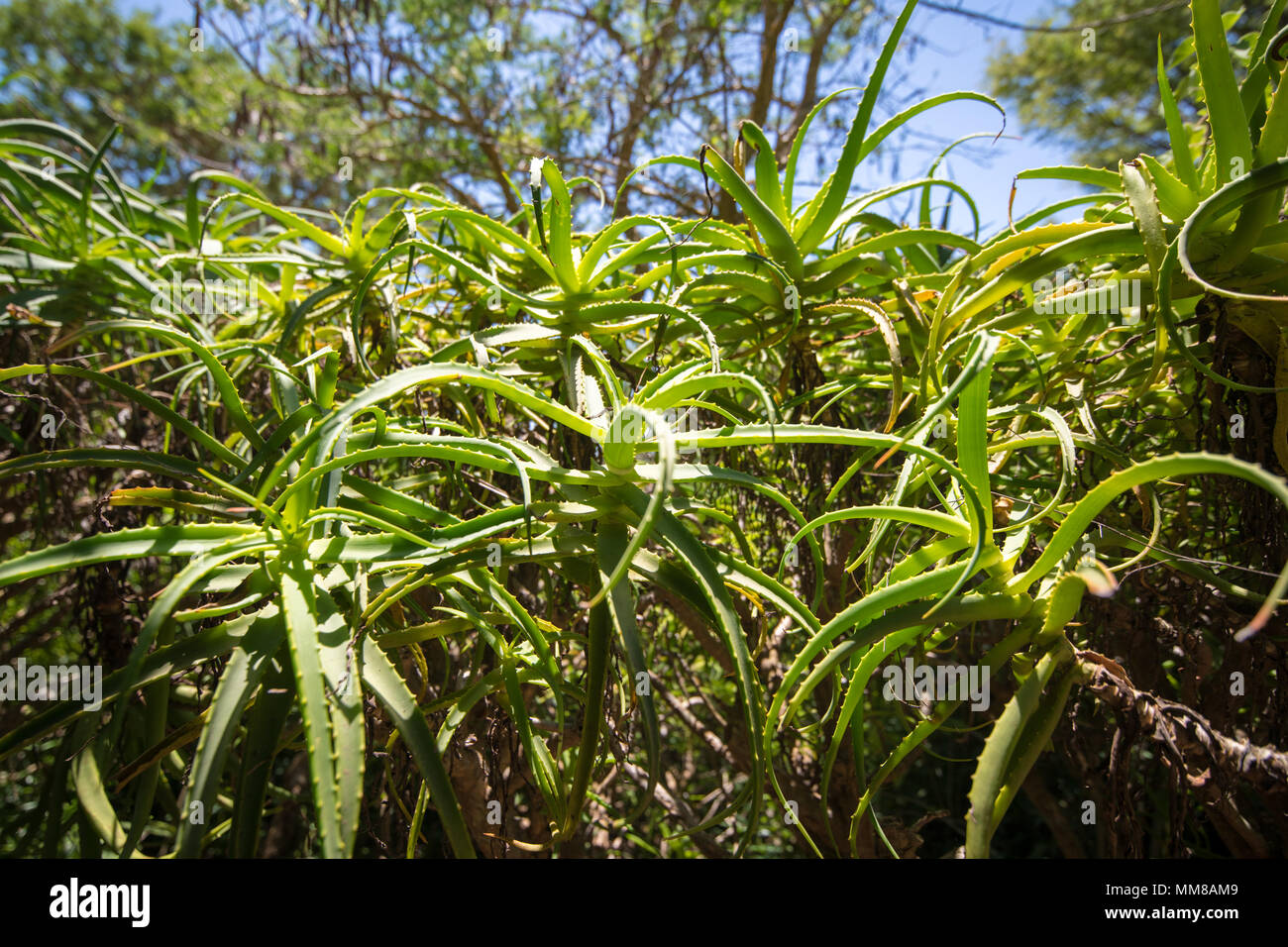 Succulent aloe plants at the Kirstenbosch Botanical Gardens in Cape