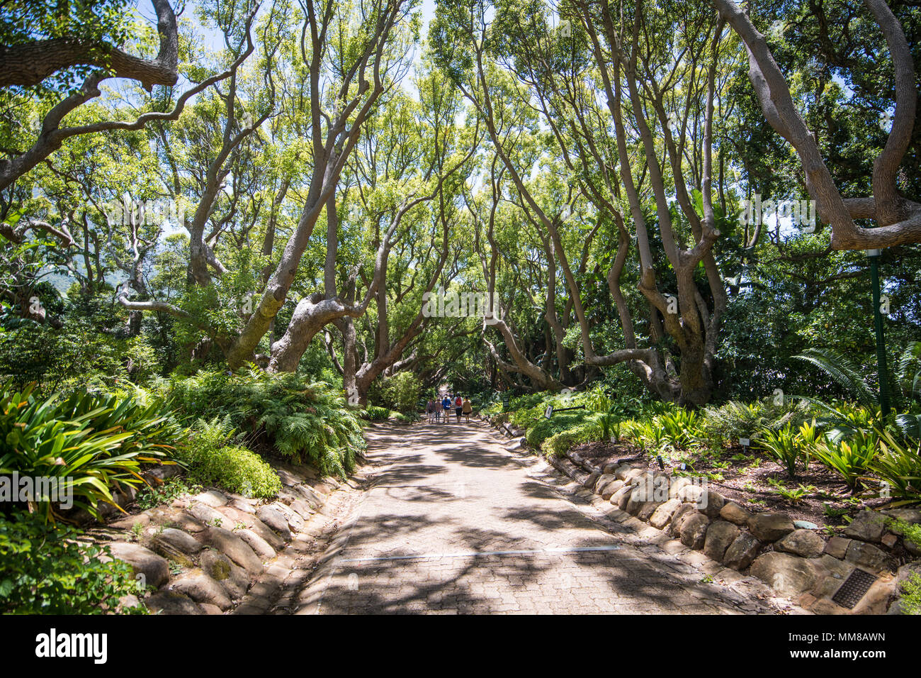 A small group of people walking along a path at the Kirstenbosch Botanical Gardens in Cape Town, South Africa Stock Photo