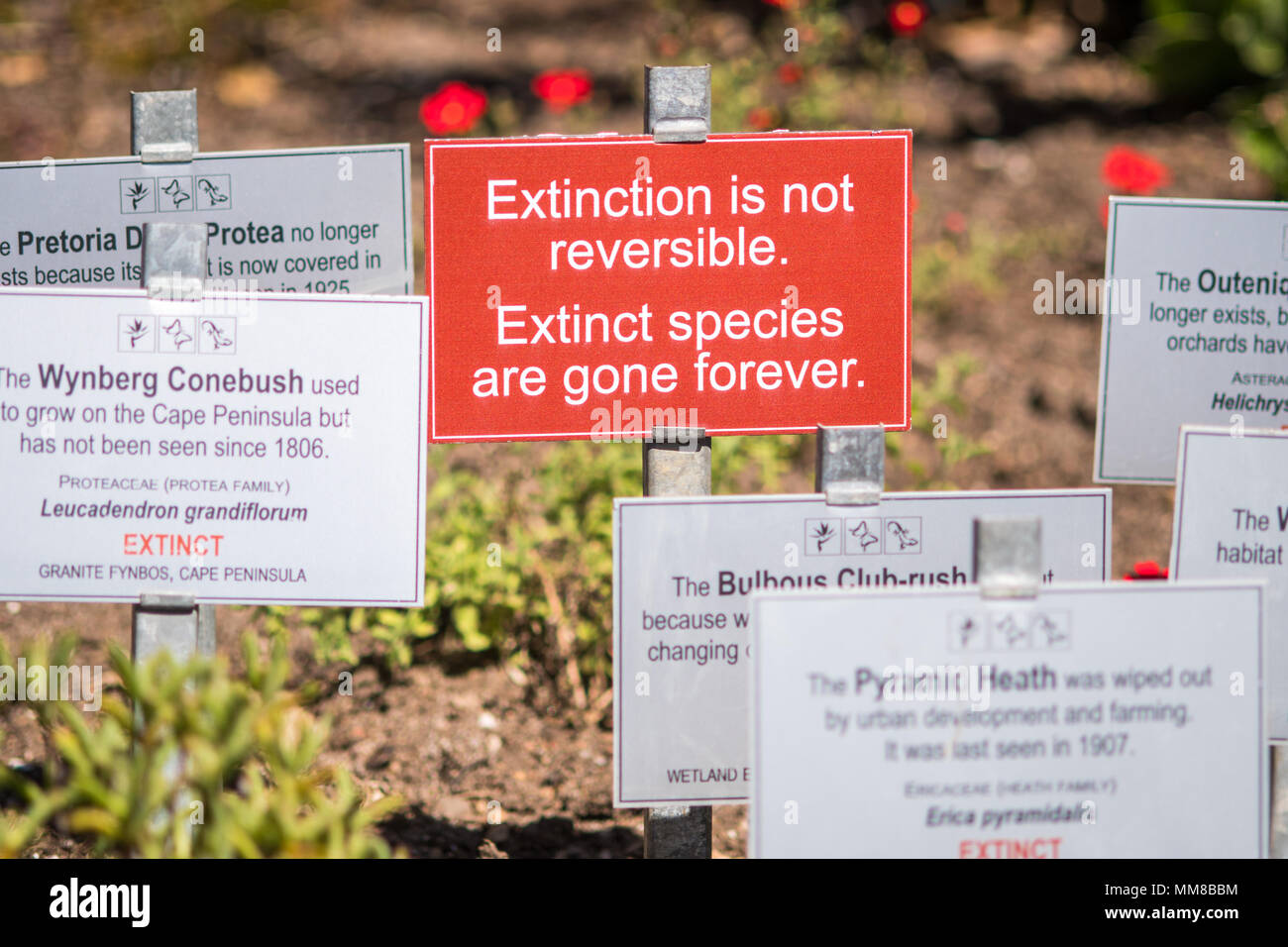 Signage informing about the local species along with a warning about extinction at the Kirstenbosch Botanical Gardens in Cape Town, South Africa Stock Photo