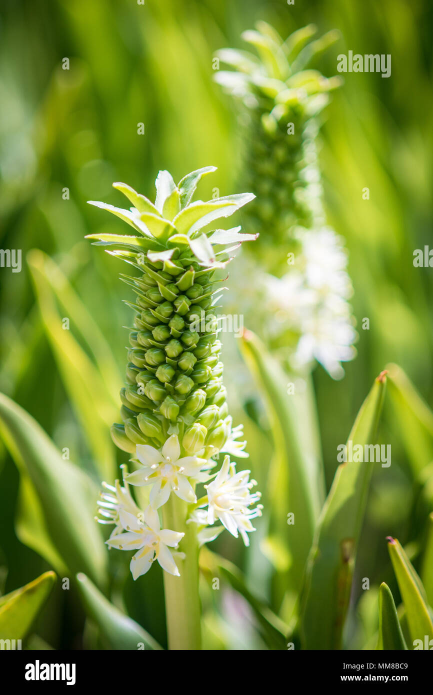 Close up of a blossoming Pineapple Lily at the Kirstenbosch Botanical Gardens in Cape Town, South Africa Stock Photo