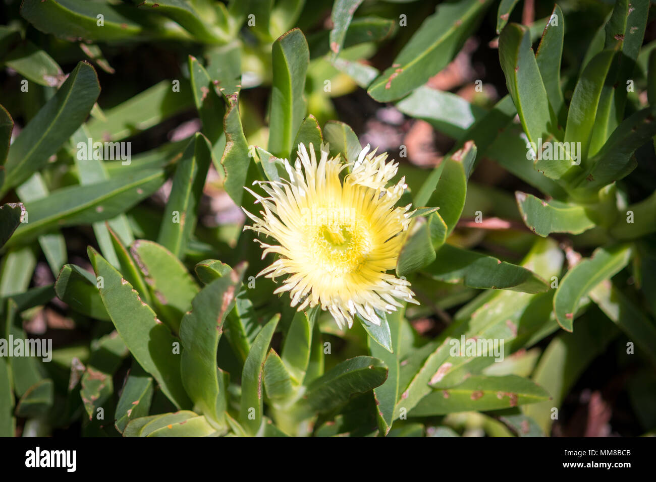 A flowering Carpobrotus edulis at the Kirstenbosch Botanical Gardens in Cape Town, South Africa Stock Photo