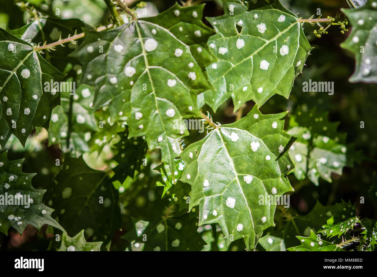 Spotted nettle at the Kirstenbosch Botanical Gardens in Cape Town, South Africa Stock Photo