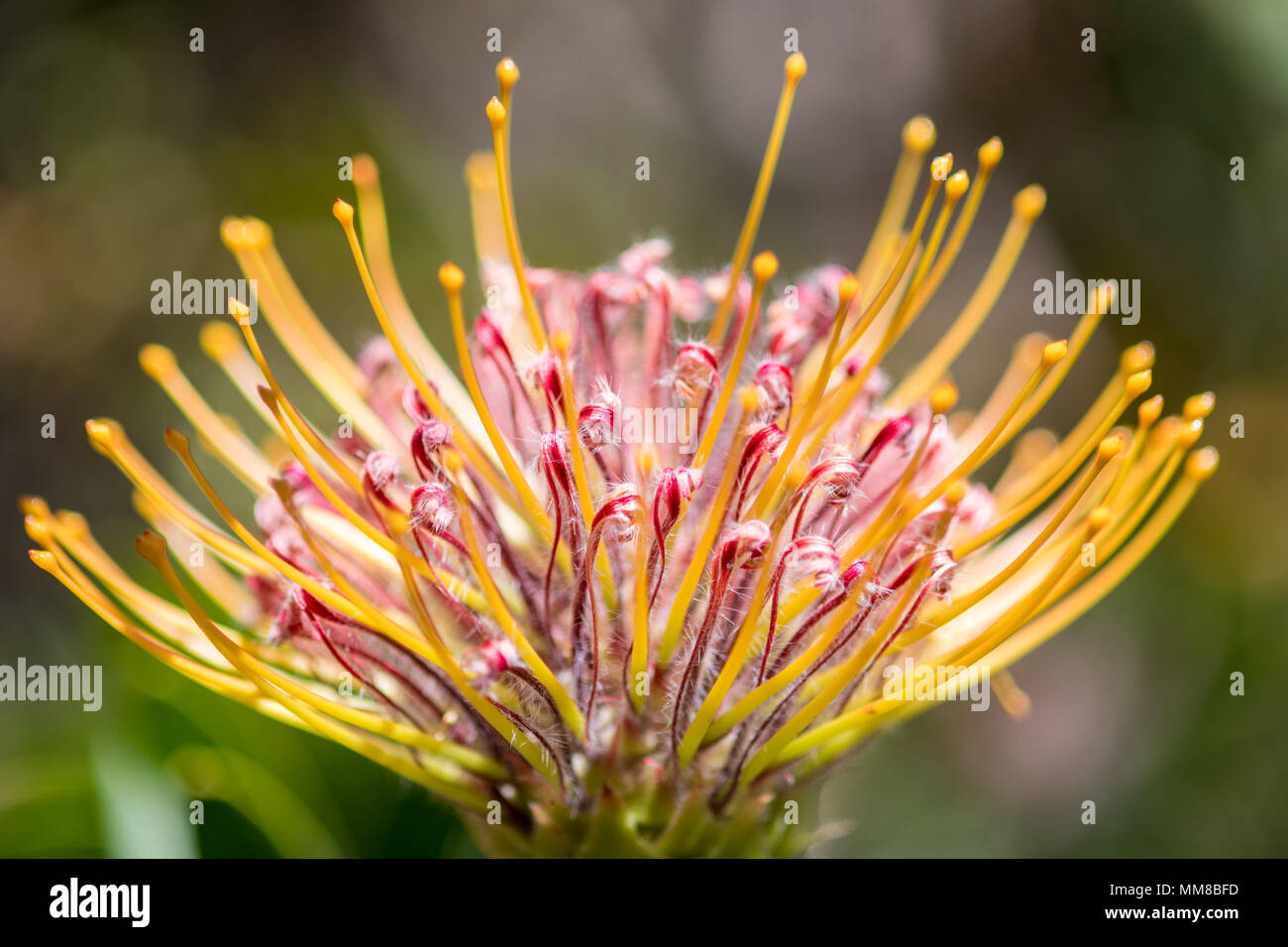 A close-up of a pincushion protea at the Kirstenbosch Botanical Gardens in Cape Town, South Africa Stock Photo